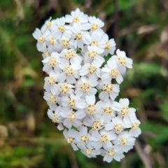 Achillea millefolium (Yarrow) at Kosciuszko National Park - 2 Feb 2023 by NathanaelC