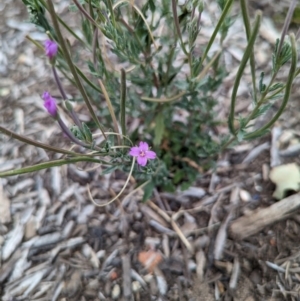 Epilobium billardiereanum subsp. cinereum at Dickson, ACT - 4 Feb 2023