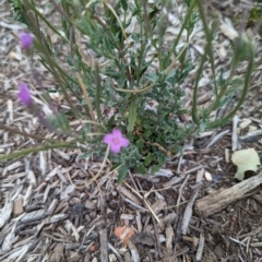 Epilobium billardiereanum subsp. cinereum at Dickson, ACT - 4 Feb 2023