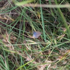 Zizina otis (Common Grass-Blue) at Ainslie, ACT - 4 Feb 2023 by mareehill