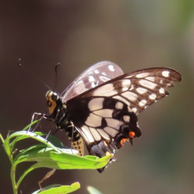 Papilio anactus (Dainty Swallowtail) at Point 4999 - 5 Feb 2023 by MatthewFrawley