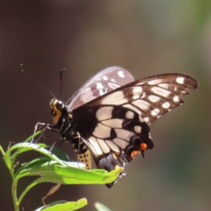 Papilio anactus at Molonglo Valley, ACT - 5 Feb 2023