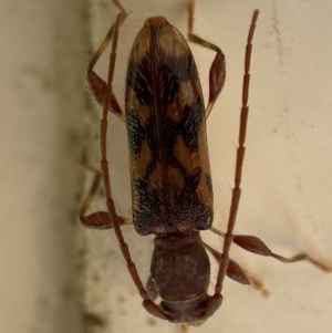 Bethelium diversicorne at Jerrabomberra, NSW - suppressed