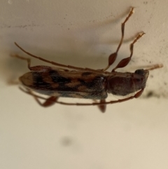 Bethelium diversicorne at suppressed - 5 Feb 2023