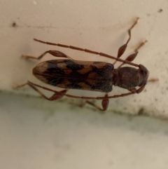 Bethelium diversicorne at suppressed - 5 Feb 2023