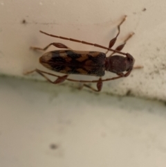 Bethelium diversicorne at suppressed - 5 Feb 2023