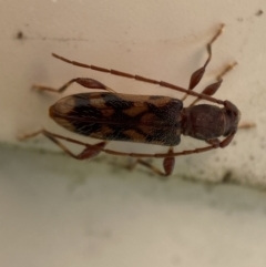 Bethelium diversicorne at suppressed - 5 Feb 2023