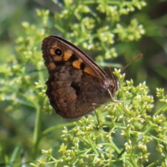 Geitoneura klugii (Marbled Xenica) at Black Mountain - 5 Feb 2023 by MatthewFrawley