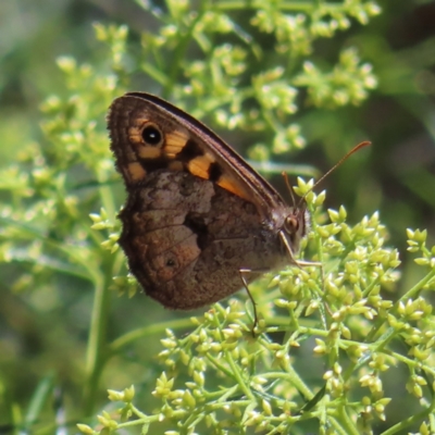 Geitoneura klugii (Marbled Xenica) at Molonglo Valley, ACT - 5 Feb 2023 by MatthewFrawley