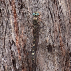 Austroaeschna parvistigma (Swamp Darner) at Point 4999 - 5 Feb 2023 by MatthewFrawley