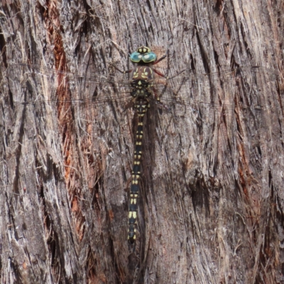 Austroaeschna parvistigma (Swamp Darner) at Black Mountain - 5 Feb 2023 by MatthewFrawley