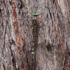 Unidentified Dragonfly (Anisoptera) (TBC) at Molonglo Valley, ACT - 5 Feb 2023 by MatthewFrawley