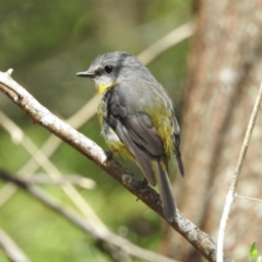 Eopsaltria australis (Eastern Yellow Robin) at Cann River, VIC - 2 Feb 2023 by GlossyGal