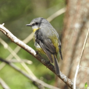 Eopsaltria australis (Eastern Yellow Robin) at Cann River, VIC by GlossyGal