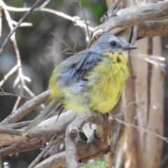 Eopsaltria australis at Cann River, VIC - 2 Feb 2023 12:20 PM