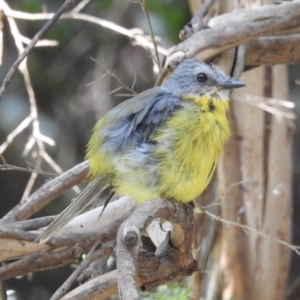 Eopsaltria australis at Cann River, VIC - 2 Feb 2023 12:20 PM