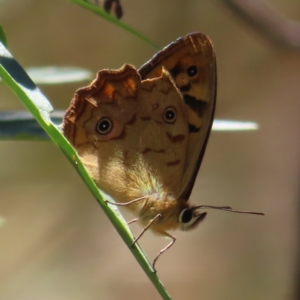 Heteronympha paradelpha at Molonglo Valley, ACT - 5 Feb 2023 12:31 PM