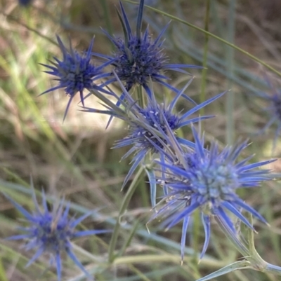 Eryngium ovinum (Blue Devil) at Wanniassa, ACT - 5 Feb 2023 by AnneG1