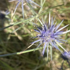 Eryngium ovinum at Wanniassa, ACT - 5 Feb 2023