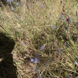 Eryngium ovinum at Wanniassa, ACT - 5 Feb 2023