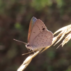 Erina hyacinthina (Varied Dusky-blue) at Point 4999 - 5 Feb 2023 by MatthewFrawley