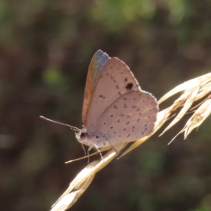 Erina hyacinthina at Molonglo Valley, ACT - 5 Feb 2023