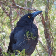 Strepera graculina (Pied Currawong) at Molonglo Valley, ACT - 5 Feb 2023 by MatthewFrawley