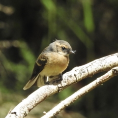 Rhipidura albiscapa (Grey Fantail) at Cann River, VIC - 2 Feb 2023 by GlossyGal