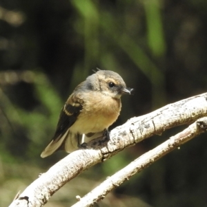 Rhipidura albiscapa (Grey Fantail) at Cann River, VIC by GlossyGal