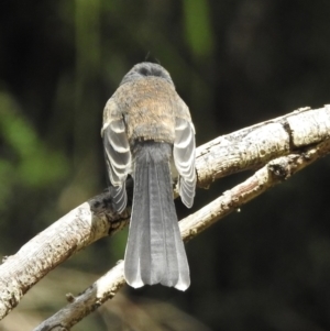 Rhipidura albiscapa at Cann River, VIC - 2 Feb 2023