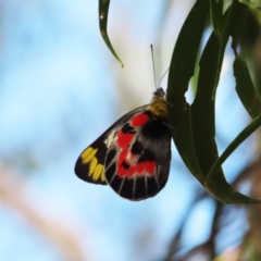 Delias harpalyce (Imperial Jezebel) at Molonglo Valley, ACT - 5 Feb 2023 by MatthewFrawley