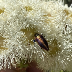 Selagis aurifera (Aurifera jewel beetle) at QPRC LGA - 5 Feb 2023 by Wandiyali