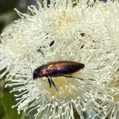 Selagis aurifera at Googong, NSW - suppressed