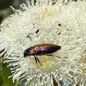 Selagis aurifera at Googong, NSW - suppressed