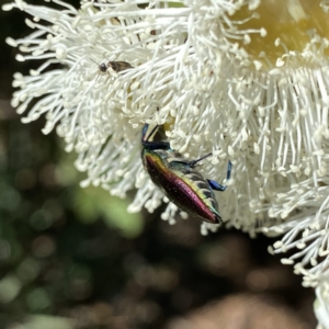 Selagis aurifera at Googong, NSW - suppressed