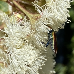 Selagis aurifera at Googong, NSW - suppressed