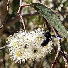Austroscolia soror (Blue Flower Wasp) at Googong, NSW - 5 Feb 2023 by Wandiyali
