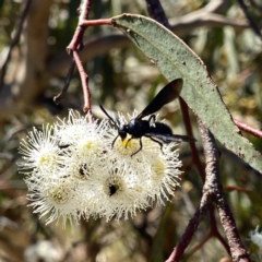 Austroscolia soror at Googong, NSW - 5 Feb 2023 04:30 PM