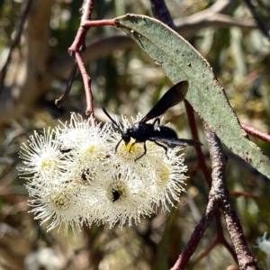 Austroscolia soror at Googong, NSW - 5 Feb 2023 04:30 PM