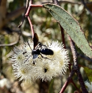 Austroscolia soror at Googong, NSW - 5 Feb 2023