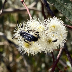 Austroscolia soror at Googong, NSW - 5 Feb 2023