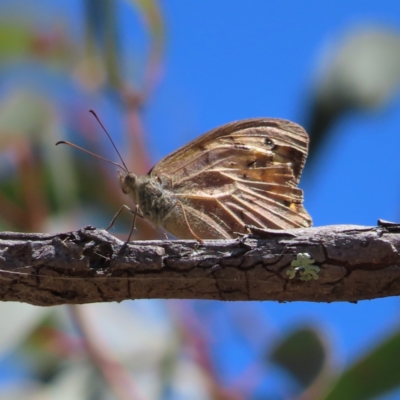 Heteronympha merope (Common Brown Butterfly) at Point 4999 - 5 Feb 2023 by MatthewFrawley