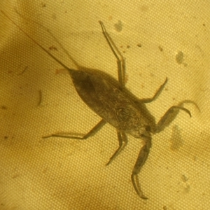 Laccotrephes tristis at Yass River, NSW - 5 Feb 2023