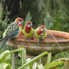 Platycercus eximius (Eastern Rosella) at Higgins, ACT - 4 Feb 2023 by AlisonMilton