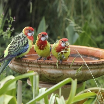 Platycercus eximius (Eastern Rosella) at Higgins, ACT - 4 Feb 2023 by AlisonMilton