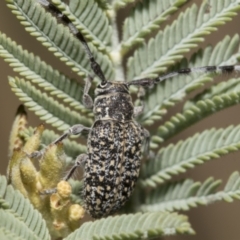 Ancita sp. (genus) (Longicorn or longhorn beetle) at Hawker, ACT - 5 Feb 2023 by AlisonMilton