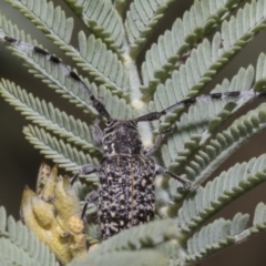 Ancita sp. (genus) at Hawker, ACT - 5 Feb 2023