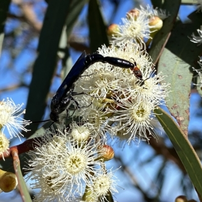 Rhagigaster ephippiger (Smooth flower wasp) at Wandiyali-Environa Conservation Area - 4 Feb 2023 by Wandiyali