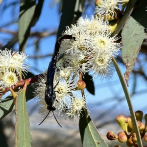 Rhagigaster ephippiger at Googong, NSW - 5 Feb 2023