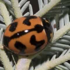 Coccinella transversalis (Transverse Ladybird) at Hawker, ACT - 5 Feb 2023 by AlisonMilton